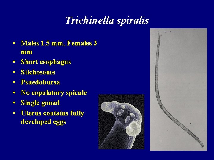 Trichinella spiralis • Males 1. 5 mm, Females 3 mm • Short esophagus •