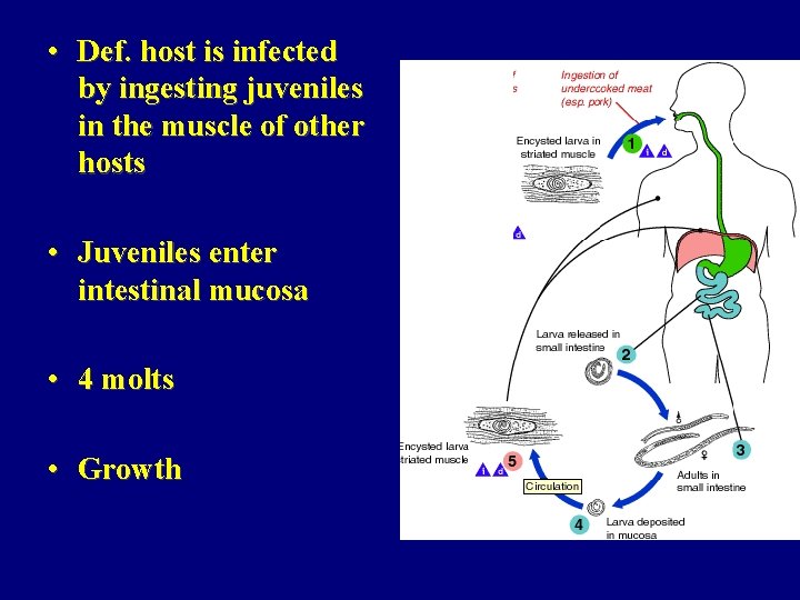  • Def. host is infected by ingesting juveniles in the muscle of other