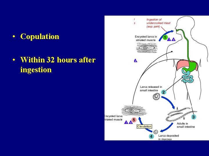  • Copulation • Within 32 hours after ingestion 