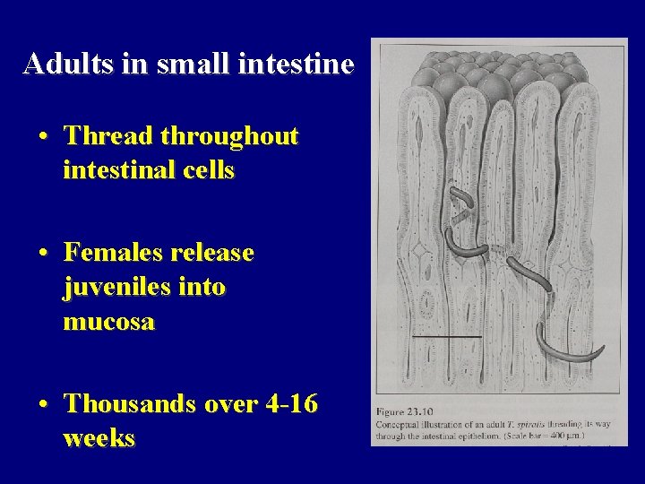 Adults in small intestine • Thread throughout intestinal cells • Females release juveniles into