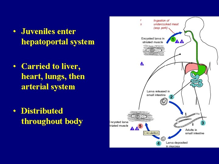  • Juveniles enter hepatoportal system • Carried to liver, heart, lungs, then arterial