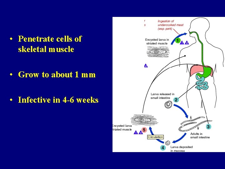  • Penetrate cells of skeletal muscle • Grow to about 1 mm •