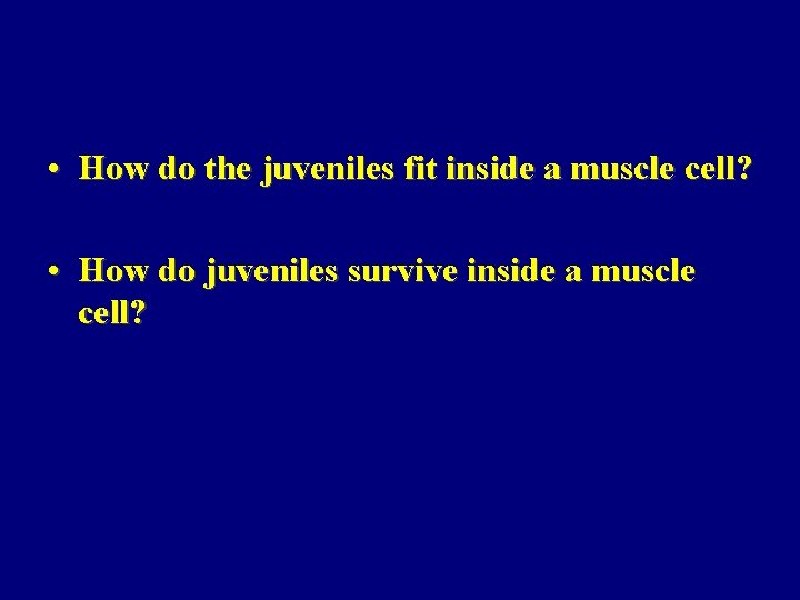  • How do the juveniles fit inside a muscle cell? • How do