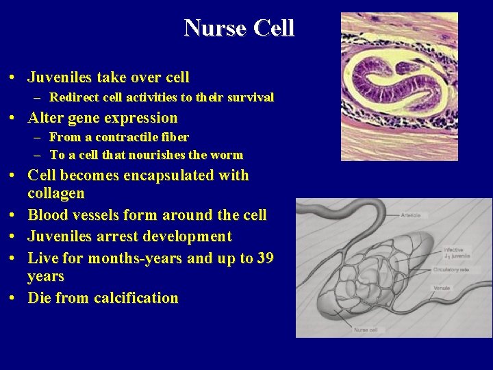 Nurse Cell • Juveniles take over cell – Redirect cell activities to their survival