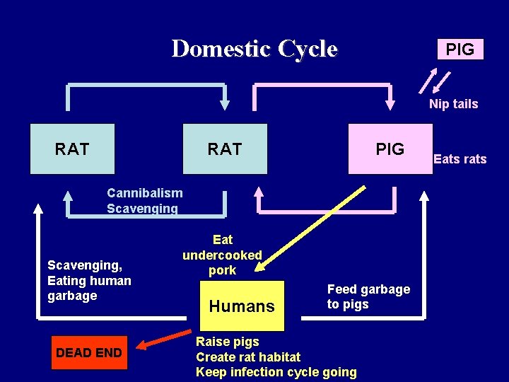 Domestic Cycle PIG Nip tails RAT PIG Cannibalism Scavenging, Eating human garbage DEAD END