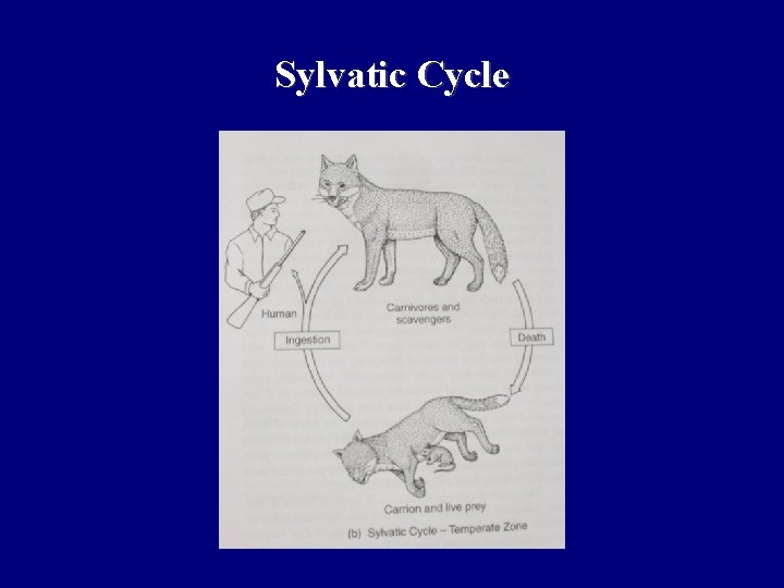 Sylvatic Cycle 