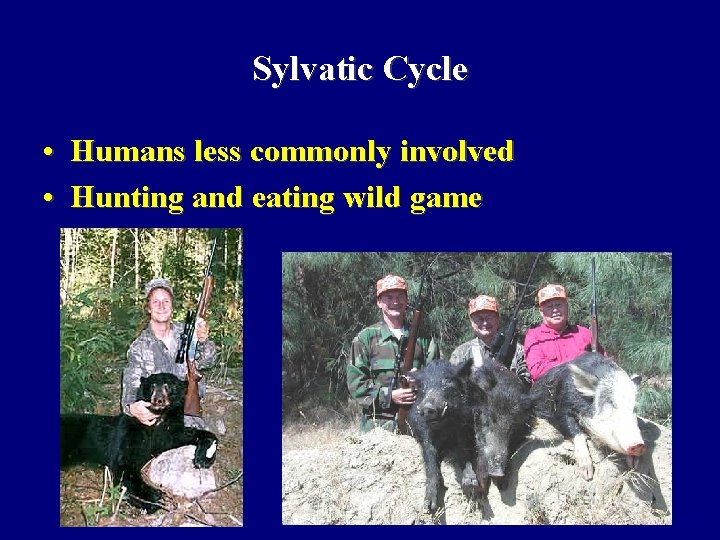 Sylvatic Cycle • Humans less commonly involved • Hunting and eating wild game 