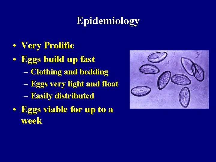 Epidemiology • Very Prolific • Eggs build up fast – Clothing and bedding –
