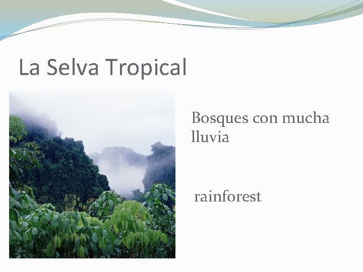 La Selva Tropical Bosques con mucha lluvia rainforest 