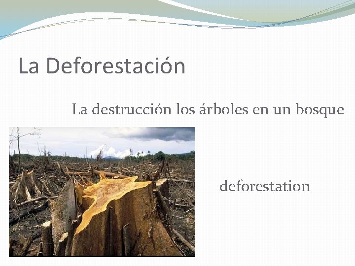 La Deforestación La destrucción los árboles en un bosque deforestation 