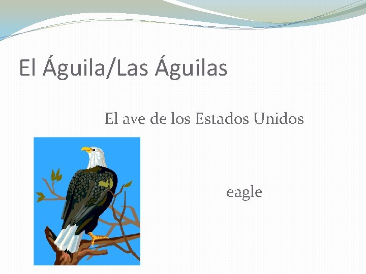 El Águila/Las Águilas El ave de los Estados Unidos eagle 