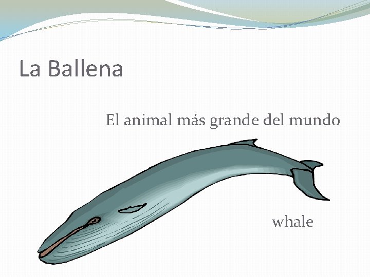 La Ballena El animal más grande del mundo whale 