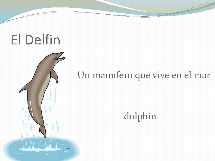 El Delfin Un mamífero que vive en el mar dolphin 