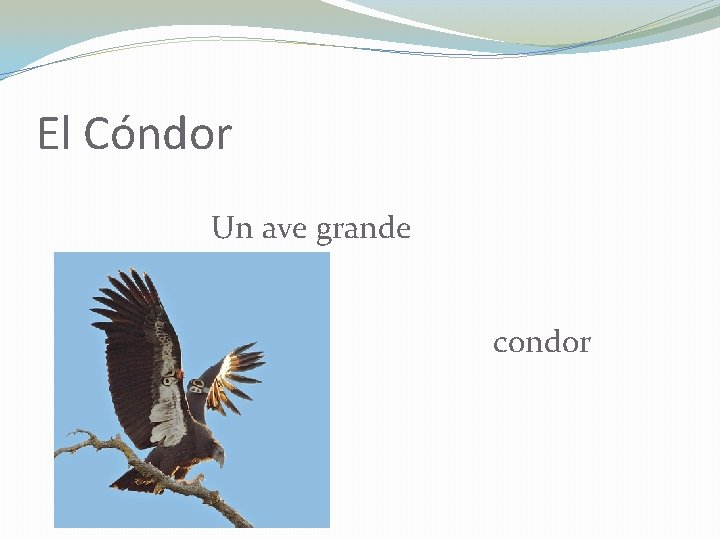 El Cóndor Un ave grande condor 