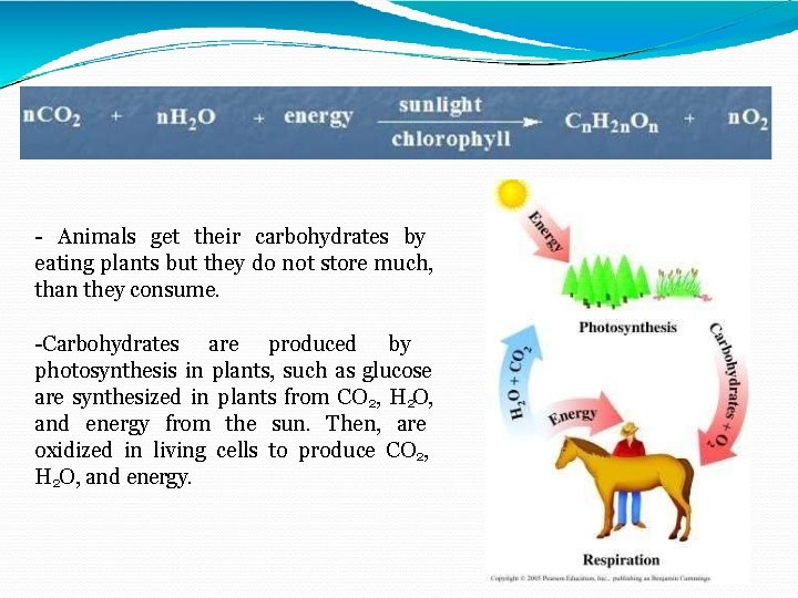 - Animals get their carbohydrates by eating plants but they do not store much,