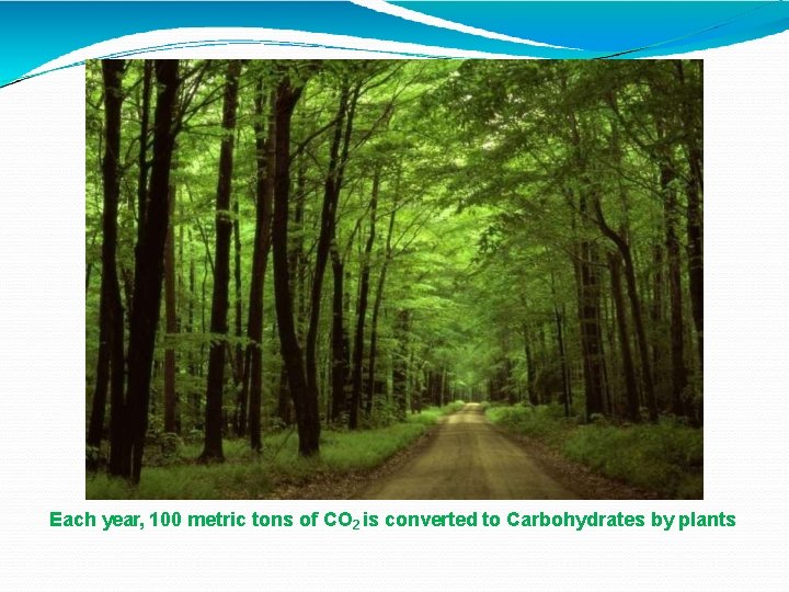 Each year, 100 metric tons of CO 2 is converted to Carbohydrates by plants