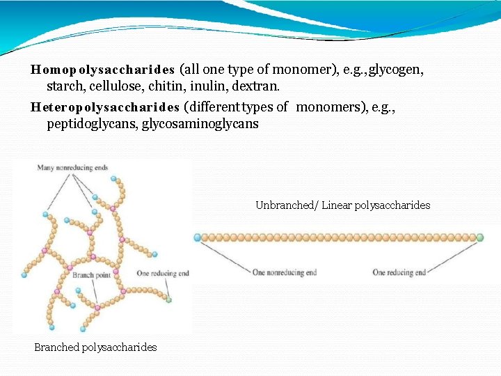 Homopolysaccharides (all one type of monomer), e. g. , glycogen, starch, cellulose, chitin, inulin,