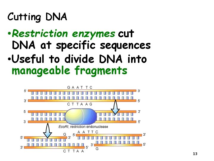 Cutting DNA • Restriction enzymes cut DNA at specific sequences • Useful to divide