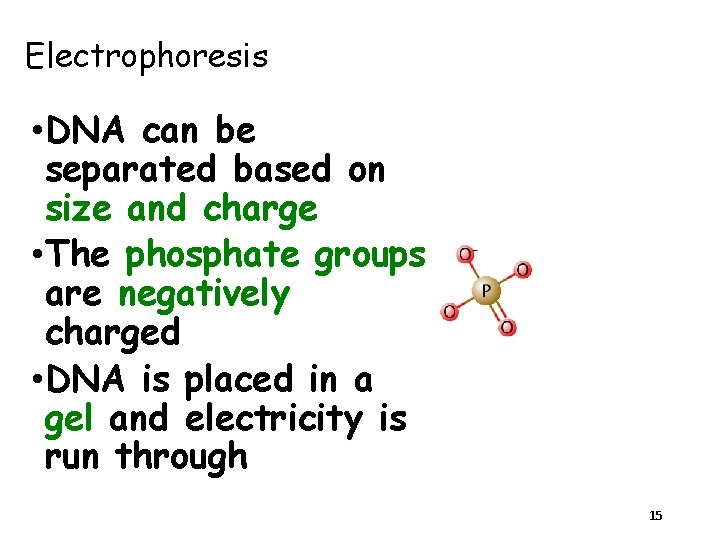 Electrophoresis • DNA can be separated based on size and charge • The phosphate