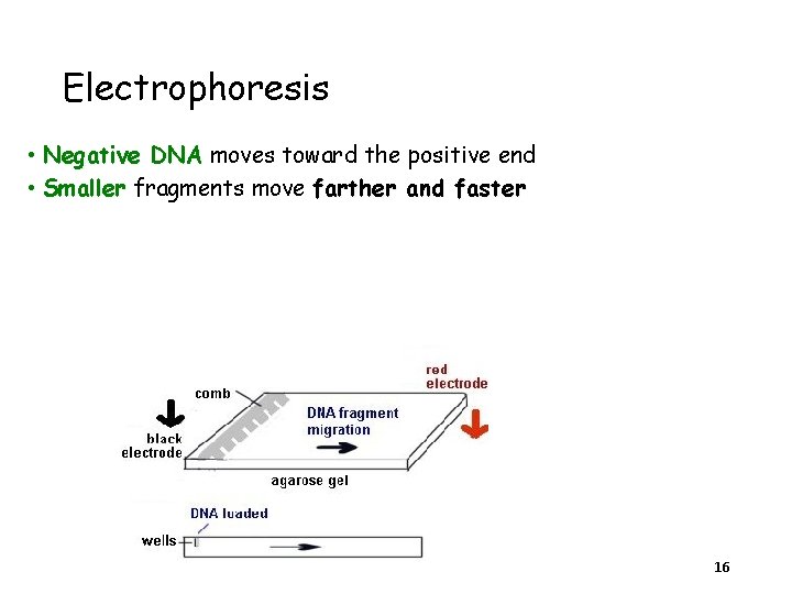 Electrophoresis • Negative DNA moves toward the positive end • Smaller fragments move farther