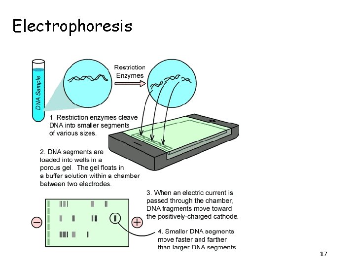 Electrophoresis 17 