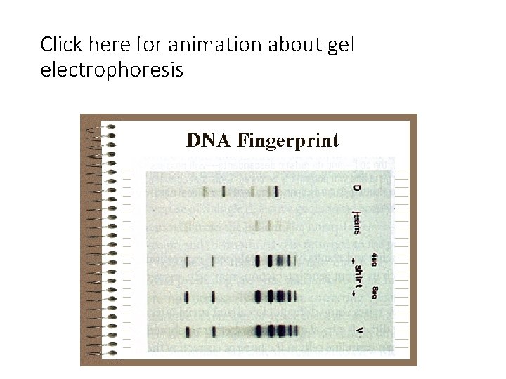Click here for animation about gel electrophoresis 