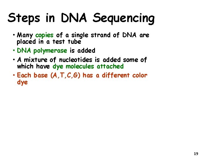 Steps in DNA Sequencing • Many copies of a single strand of DNA are