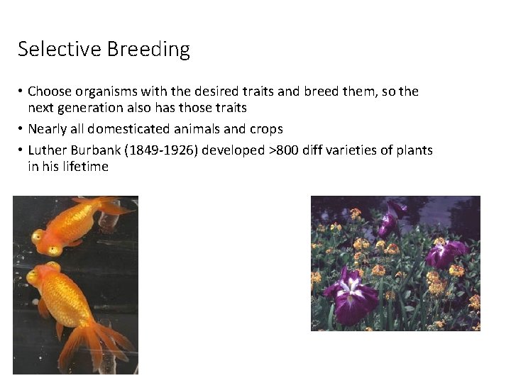 Selective Breeding • Choose organisms with the desired traits and breed them, so the