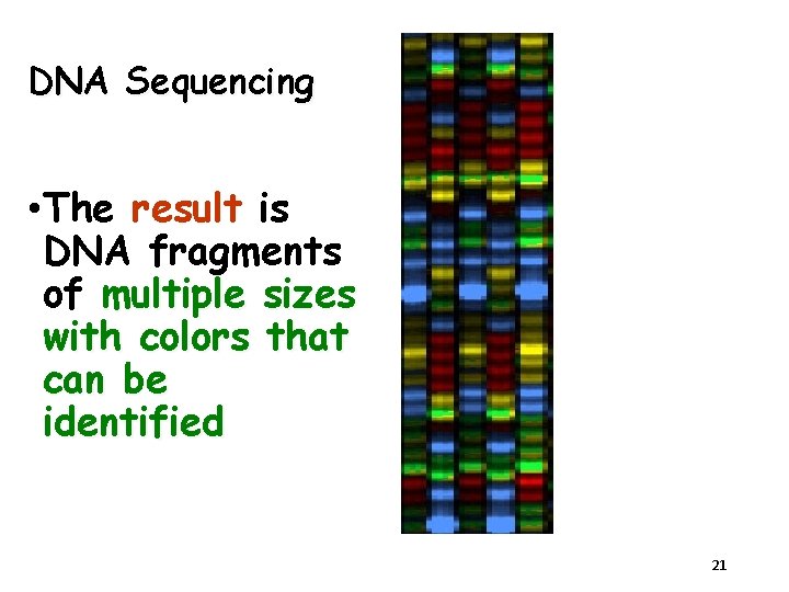 DNA Sequencing • The result is DNA fragments of multiple sizes with colors that