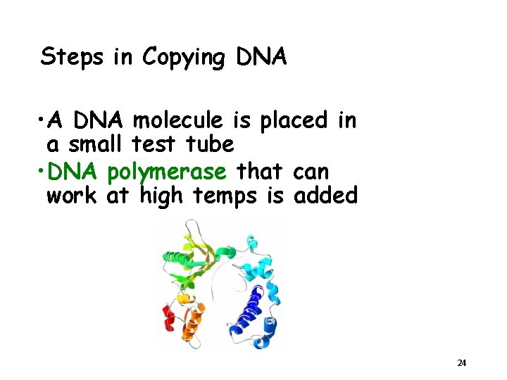 Steps in Copying DNA • A DNA molecule is placed in a small test