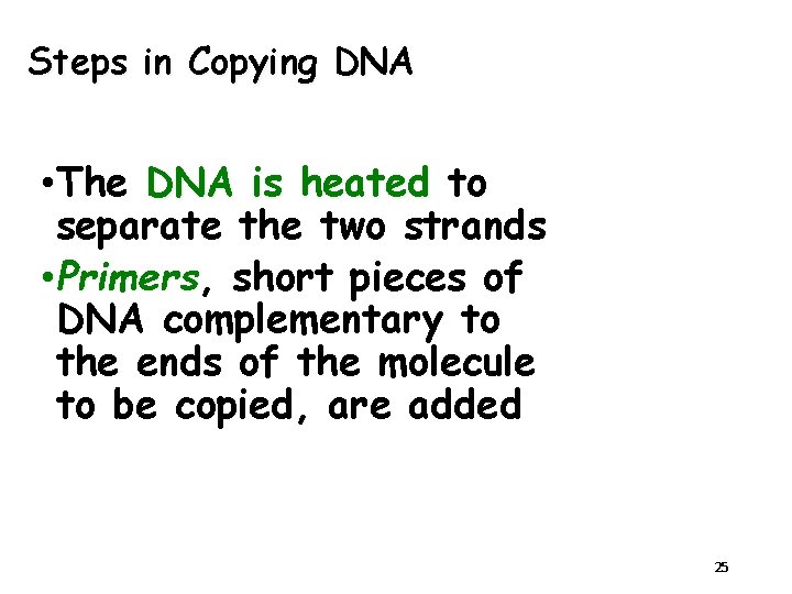 Steps in Copying DNA • The DNA is heated to separate the two strands