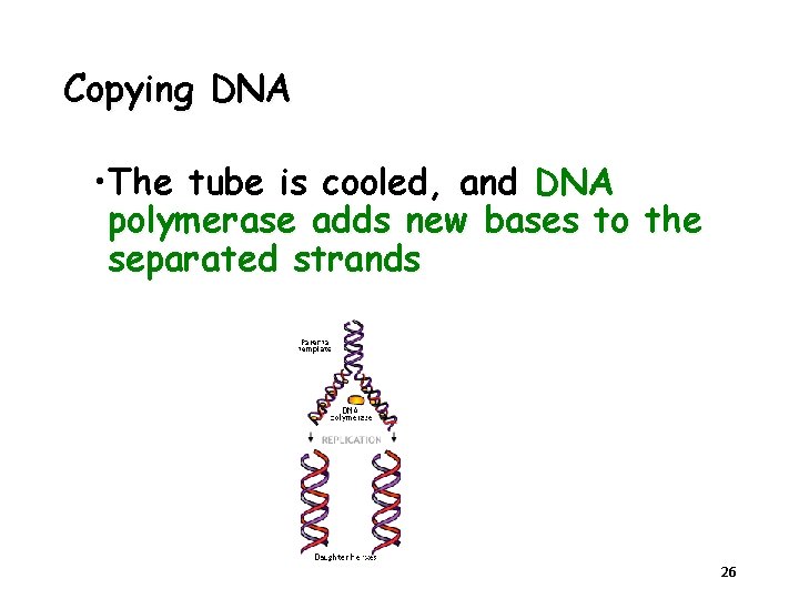 Copying DNA • The tube is cooled, and DNA polymerase adds new bases to