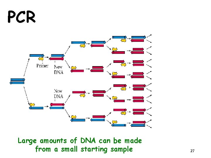 PCR Large amounts of DNA can be made from a small starting sample 27