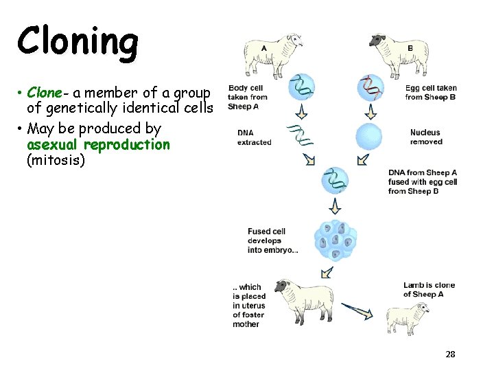 Cloning • Clone a member of a group of genetically identical cells • May