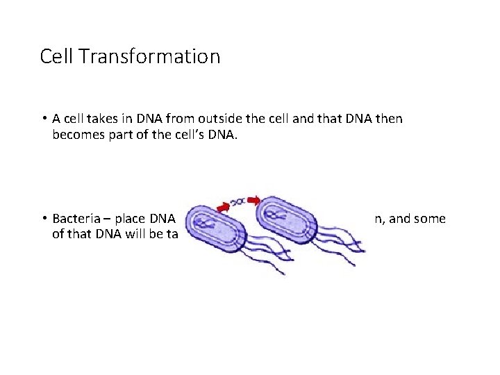 Cell Transformation • A cell takes in DNA from outside the cell and that