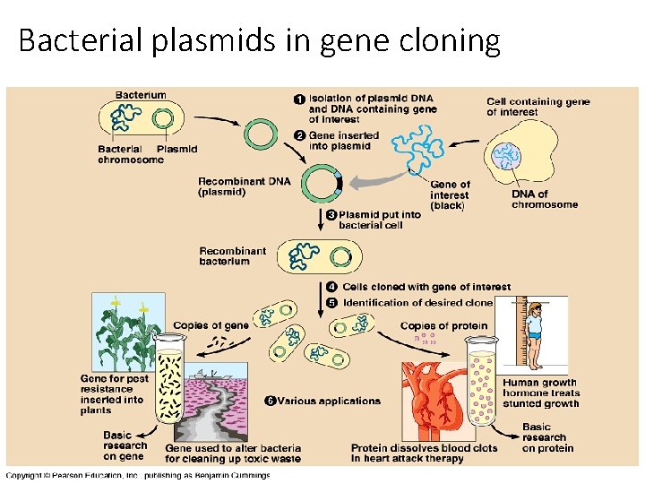 Bacterial plasmids in gene cloning 33 