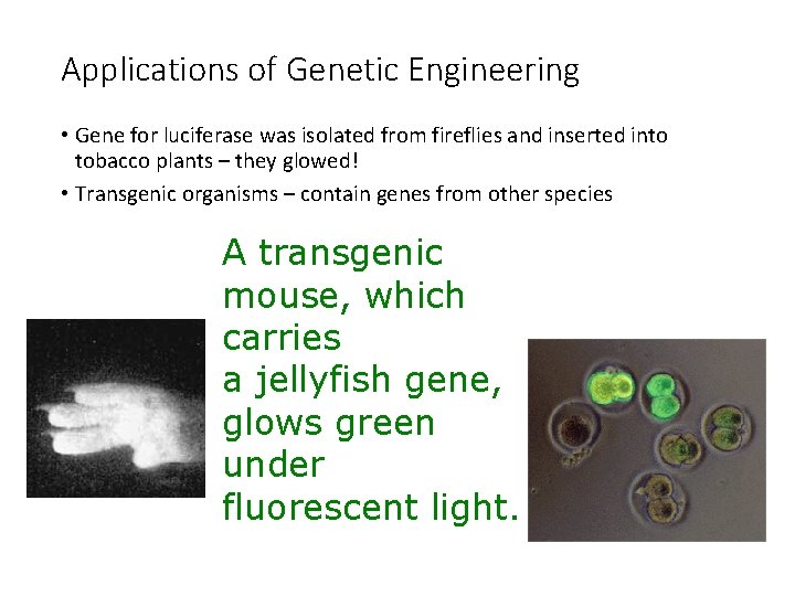 Applications of Genetic Engineering • Gene for luciferase was isolated from fireflies and inserted