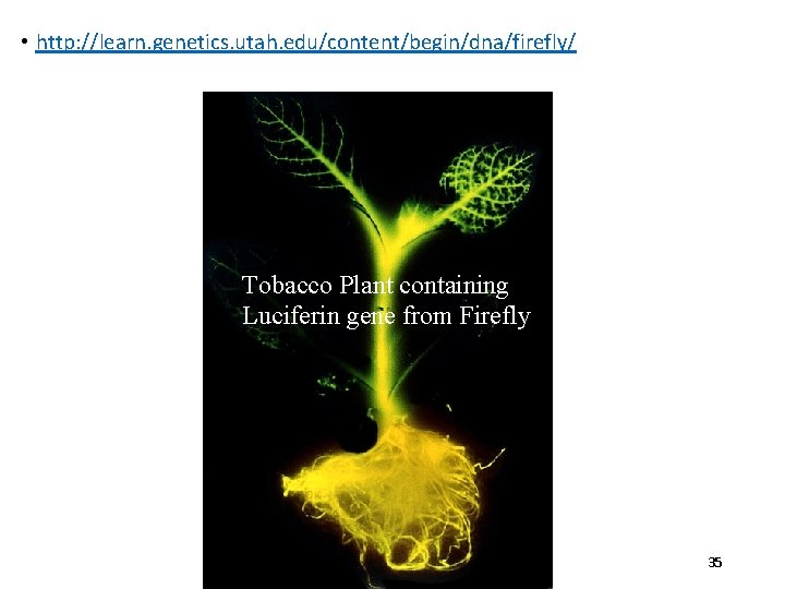  • http: //learn. genetics. utah. edu/content/begin/dna/firefly/ Tobacco Plant containing Luciferin gene from Firefly