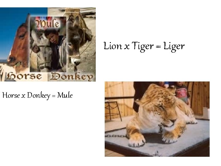 Lion x Tiger = Liger Horse x Donkey = Mule 