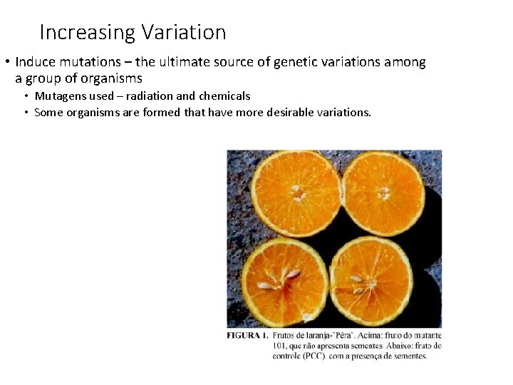 Increasing Variation • Induce mutations – the ultimate source of genetic variations among a