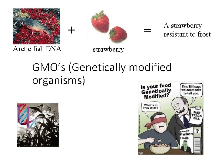 + Arctic fish DNA = A strawberry resistant to frost strawberry GMO’s (Genetically modified