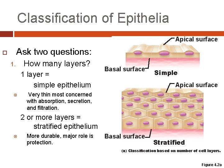 Classification of Epithelia Apical surface Ask two questions: 1. How many layers? 1 layer