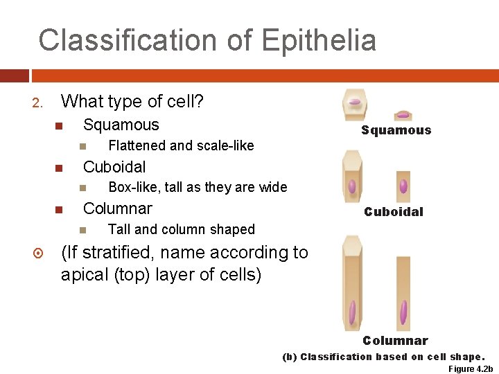 Classification of Epithelia 2. What type of cell? Squamous Box-like, tall as they are Classification of Epithelia 2. What type of cell? Squamous Box-like, tall as they are