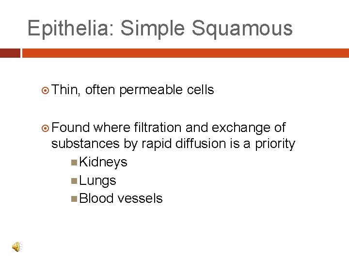 Epithelia: Simple Squamous Thin, often permeable cells Found where filtration and exchange of substances