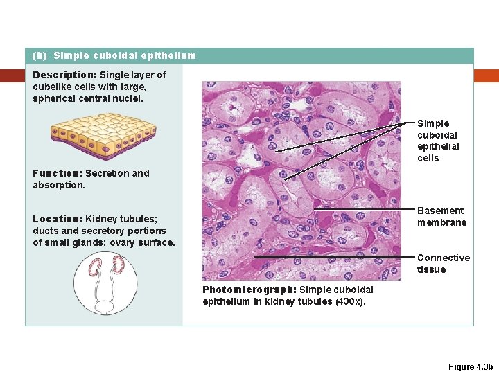 (b) Simple cuboidal epithelium Description: Single layer of cubelike cells with large, spherical central (b) Simple cuboidal epithelium Description: Single layer of cubelike cells with large, spherical central