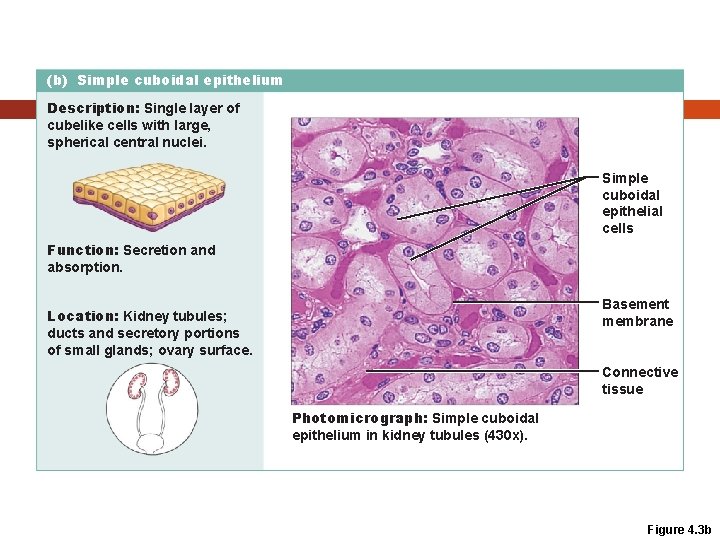 (b) Simple cuboidal epithelium Description: Single layer of cubelike cells with large, spherical central