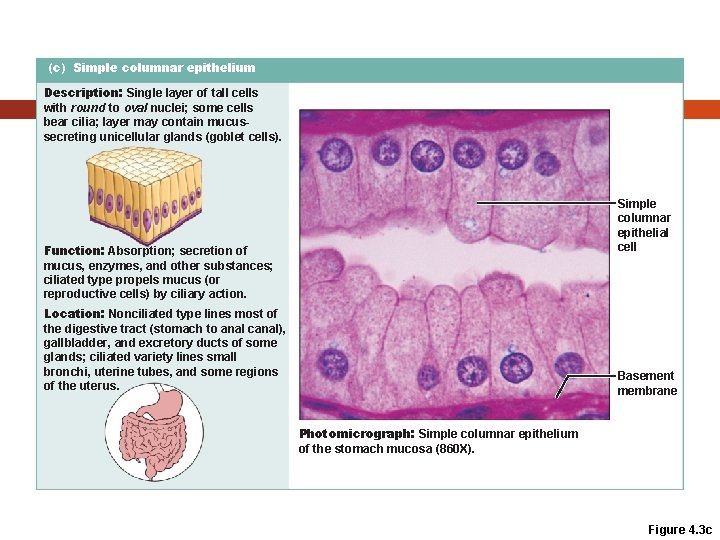 (c) Simple columnar epithelium Description: Single layer of tall cells with round to oval