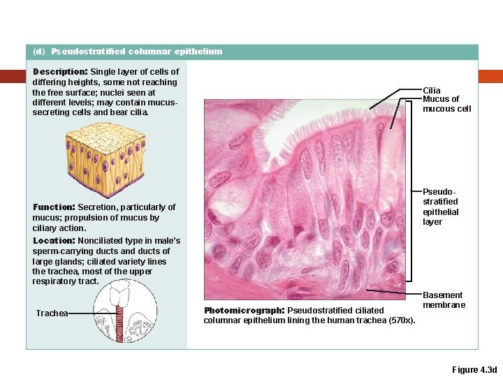 (d) Pseudostratified columnar epithelium Description: Single layer of cells of differing heights, some not (d) Pseudostratified columnar epithelium Description: Single layer of cells of differing heights, some not