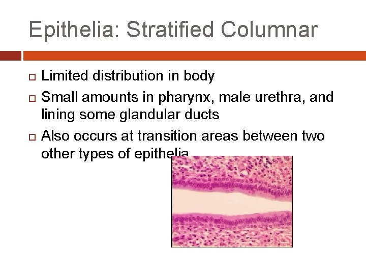 Epithelia: Stratified Columnar Limited distribution in body Small amounts in pharynx, male urethra, and