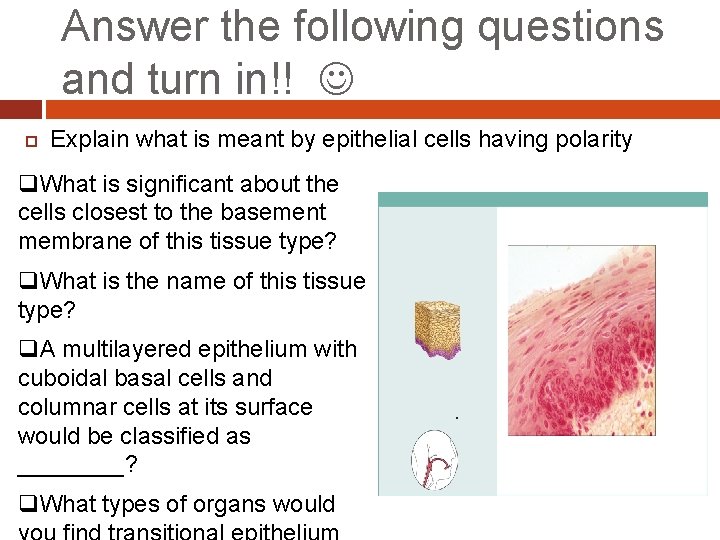 Answer the following questions and turn in!! Explain what is meant by epithelial cells